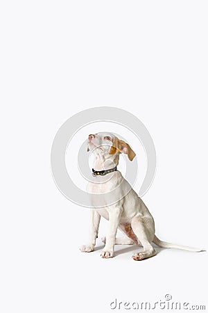 Podenco puppy dog â€‹â€‹waiting for his treat after being commanded to sit on white background. Stock Photo